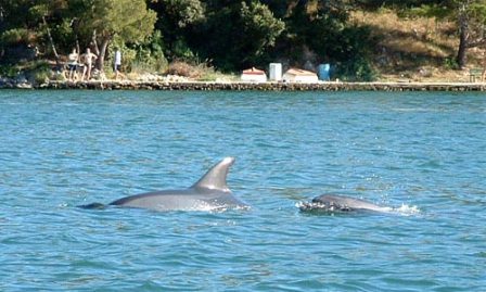 Zaton kod Šibenika delfini